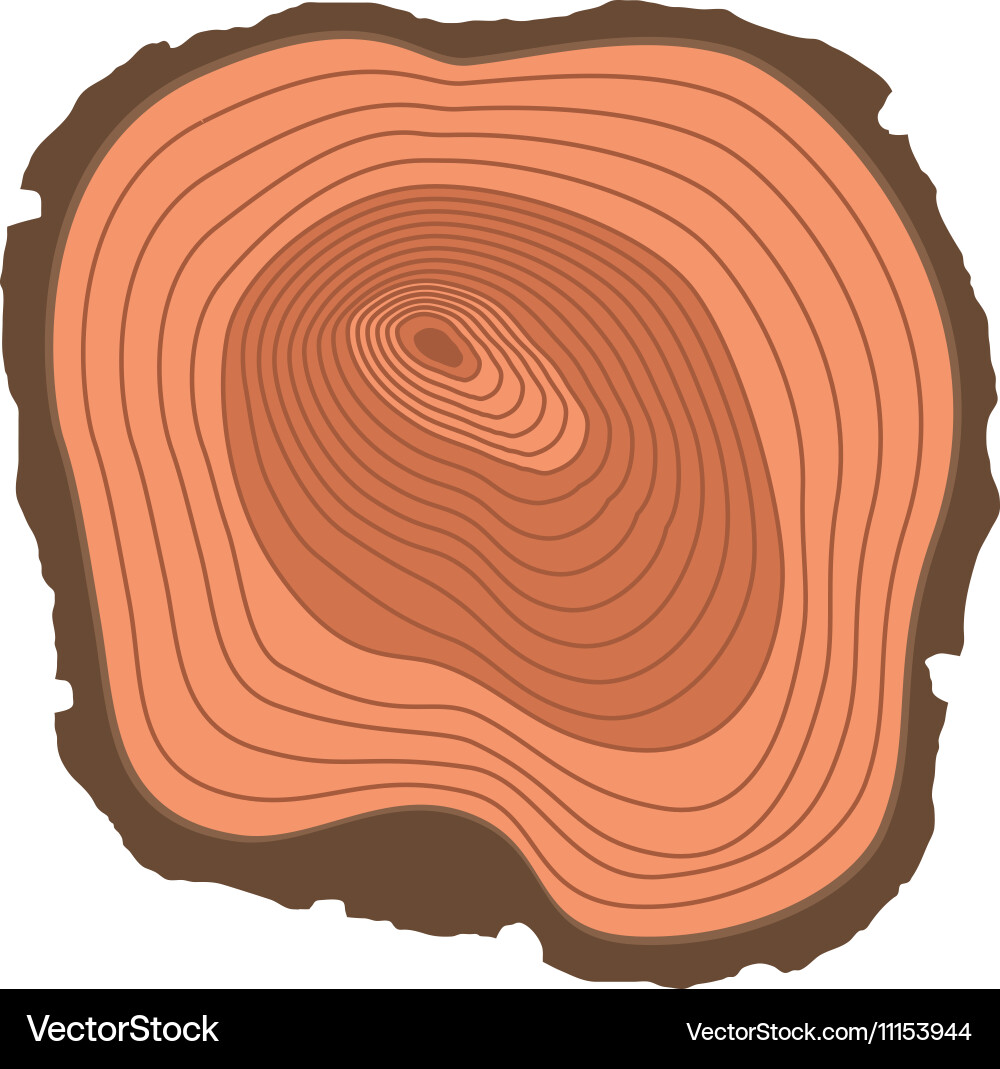 Tree slices isolated vector image