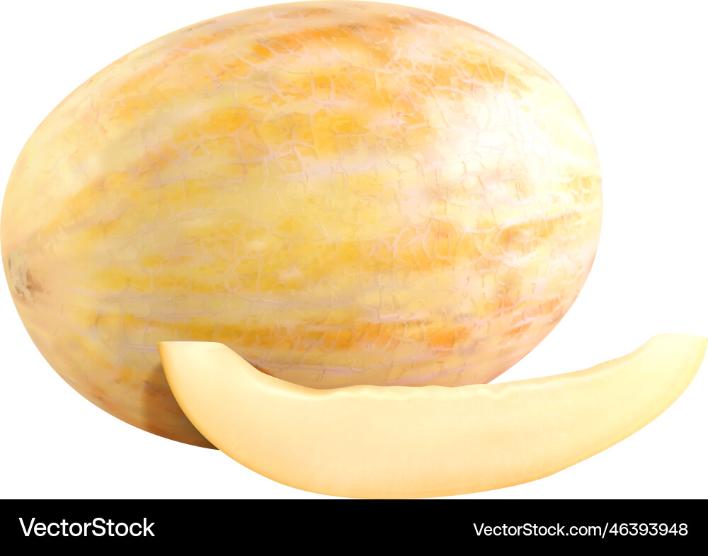 Realistic melon vector image