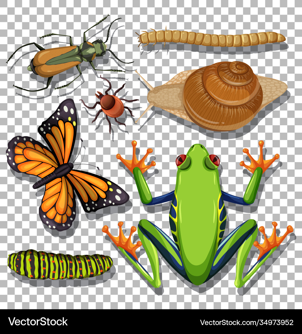 Set different insects on transparent background Set different insects on transparent background Vector Image