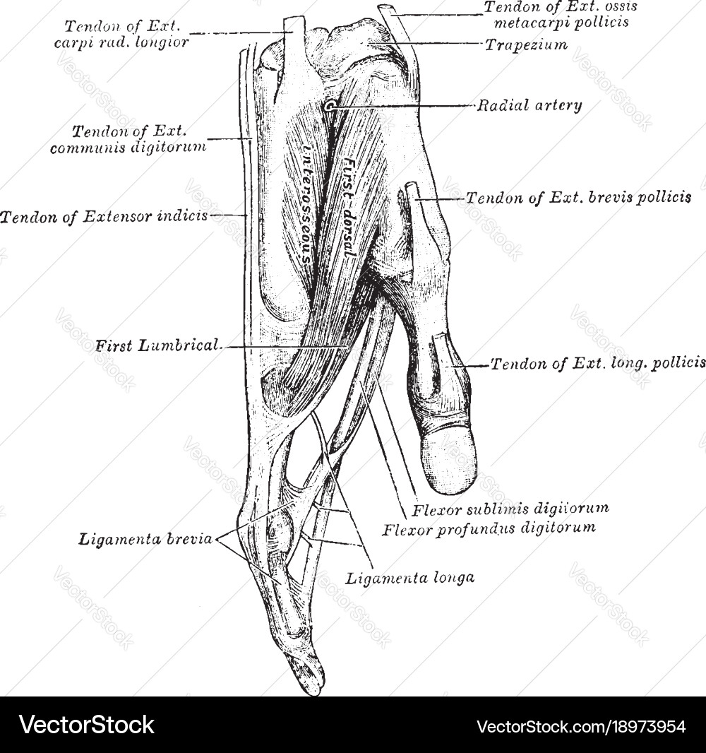 Tendon attached to the finger vintage Vector Image