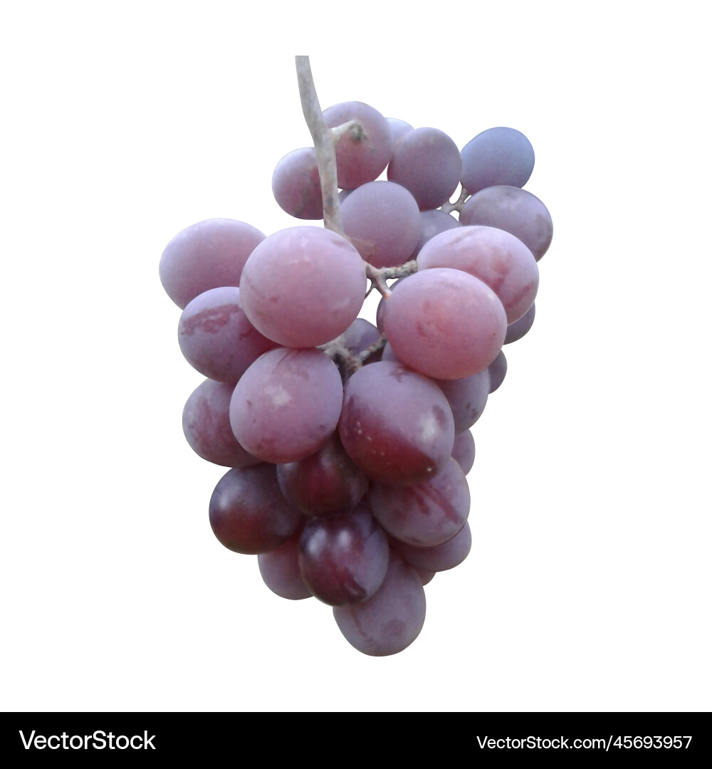 Realistic grape branch Vector Image