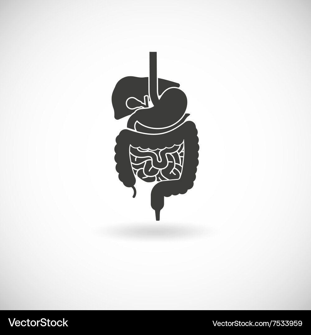 Digestive System Anatomy Royalty Free Vector Image
