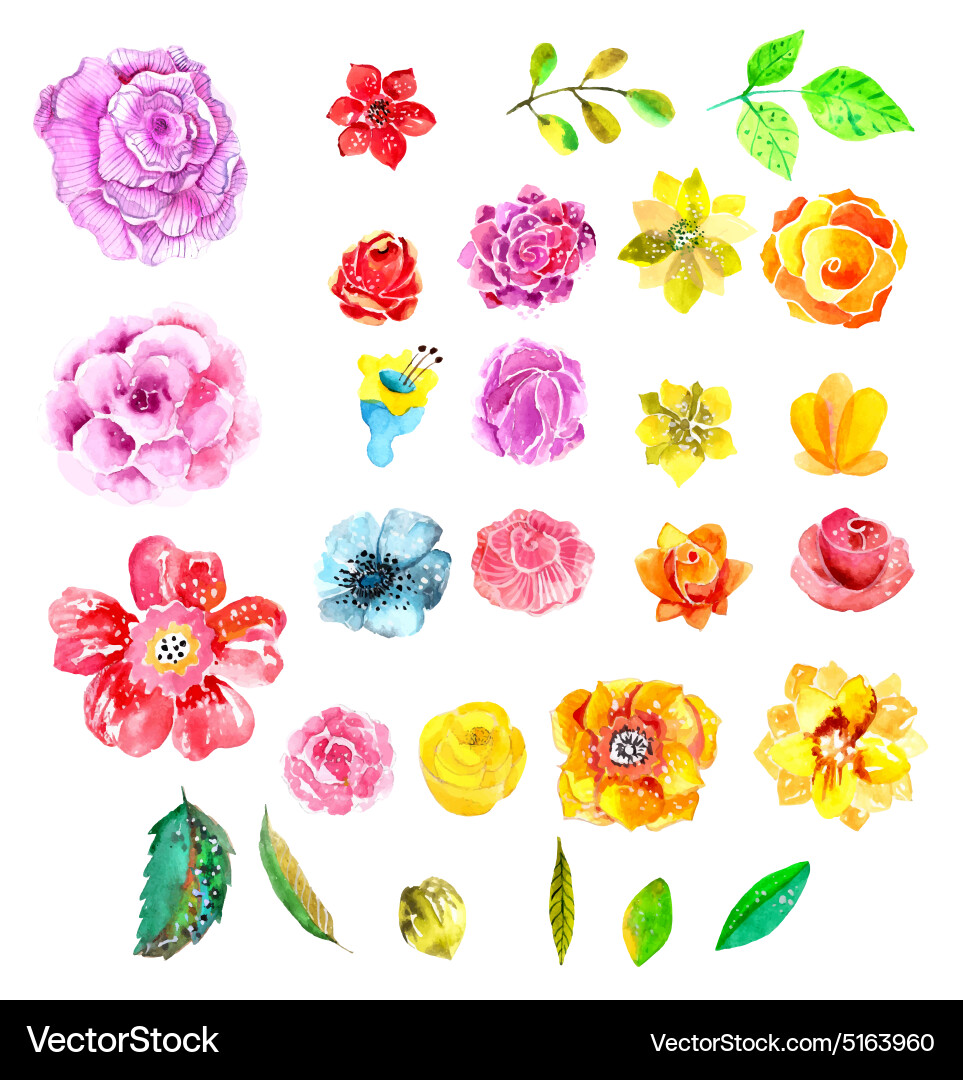 Watercolor Flower Set Vector Image