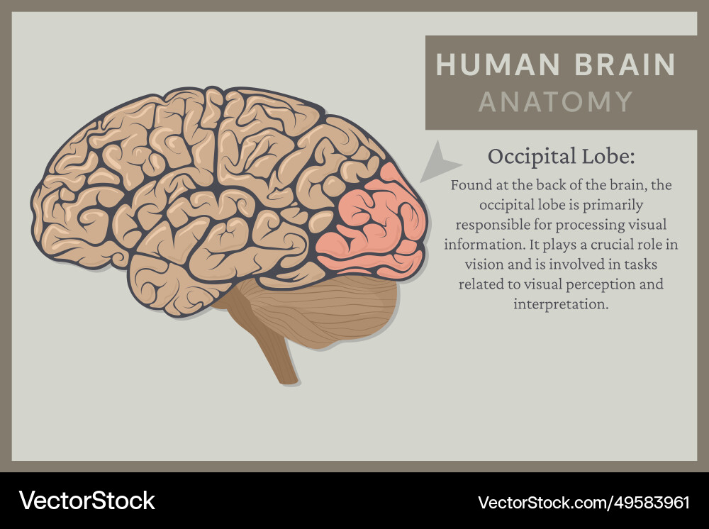 Anatomy of the human brain structure and functions Anatomy of the human brain structure and functions vector image