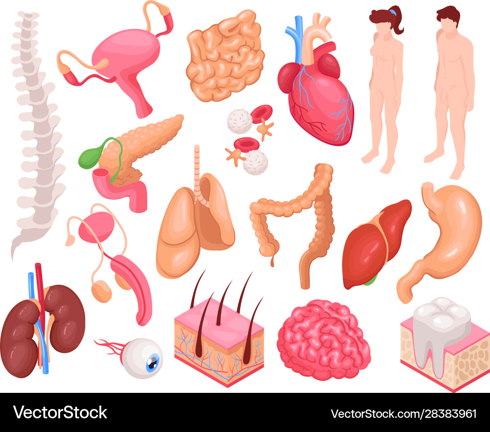 Human organs set Royalty Free Vector Image - VectorStock