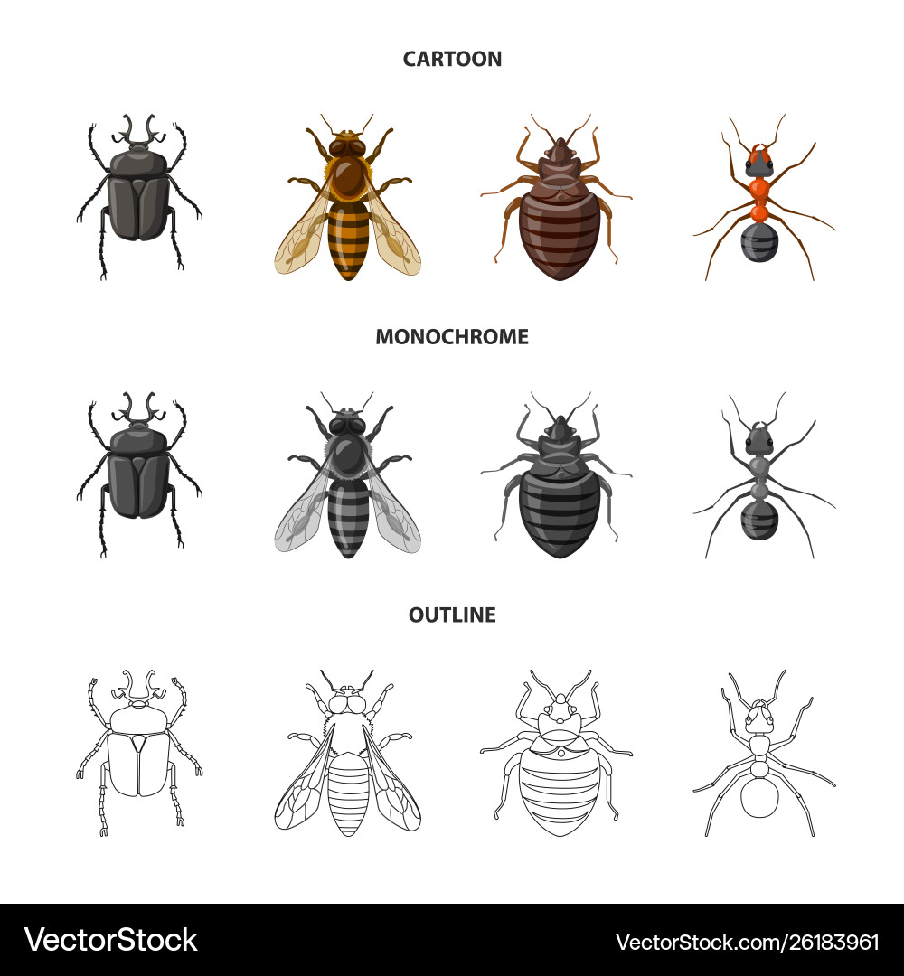 Isolated object insect and fly icon set Isolated object insect and fly icon set vector image