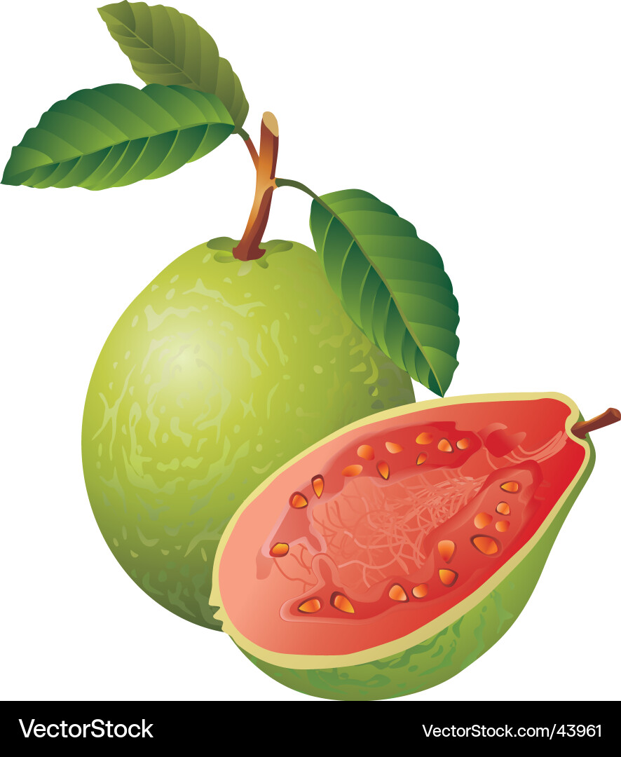 Ripe Guava Fruits Vector Image