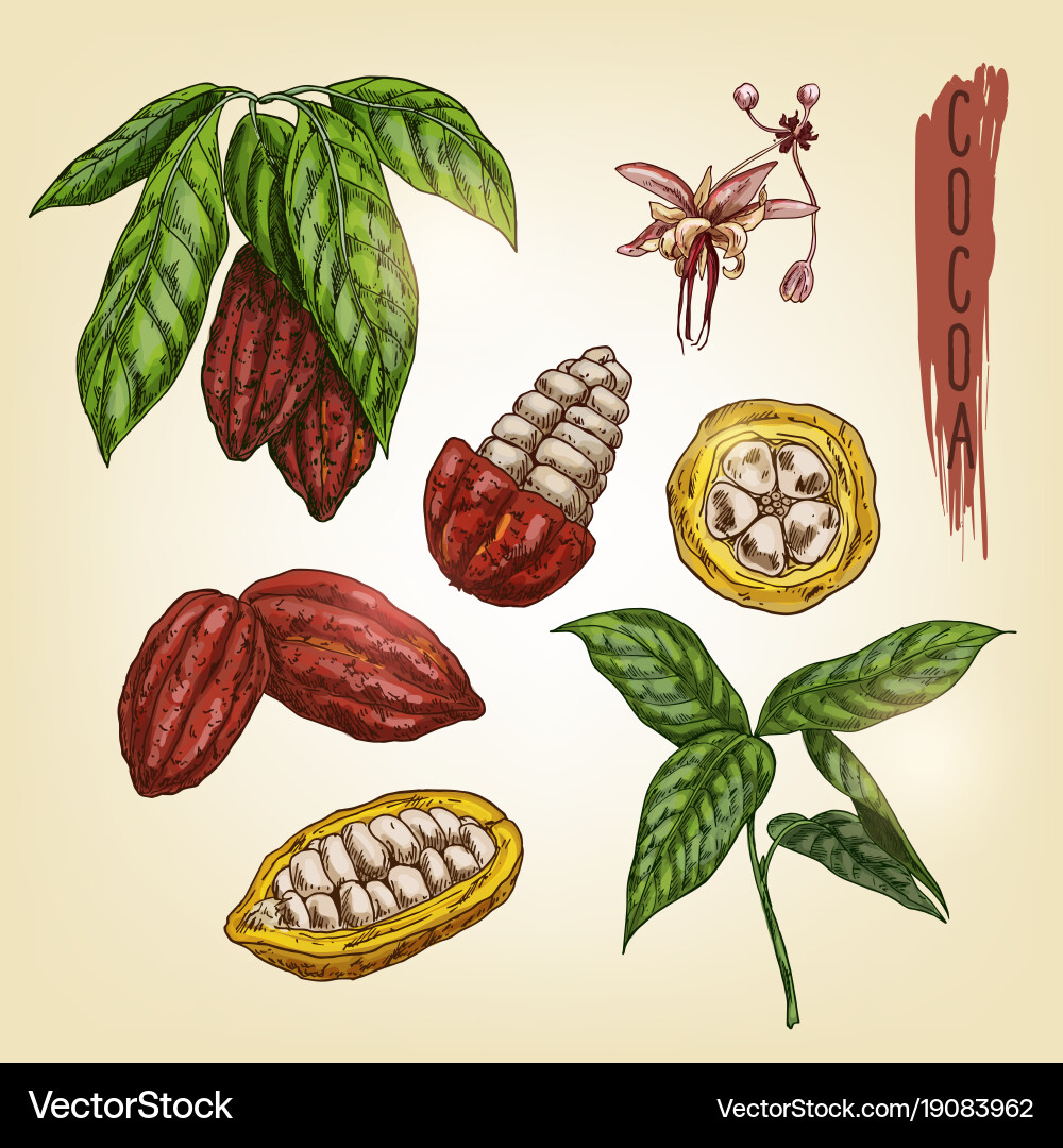 Sketch of cocoa elements colourful vector image