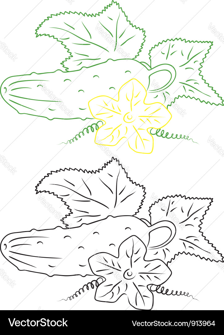 Fresh Cucumber Drawing Vector Image