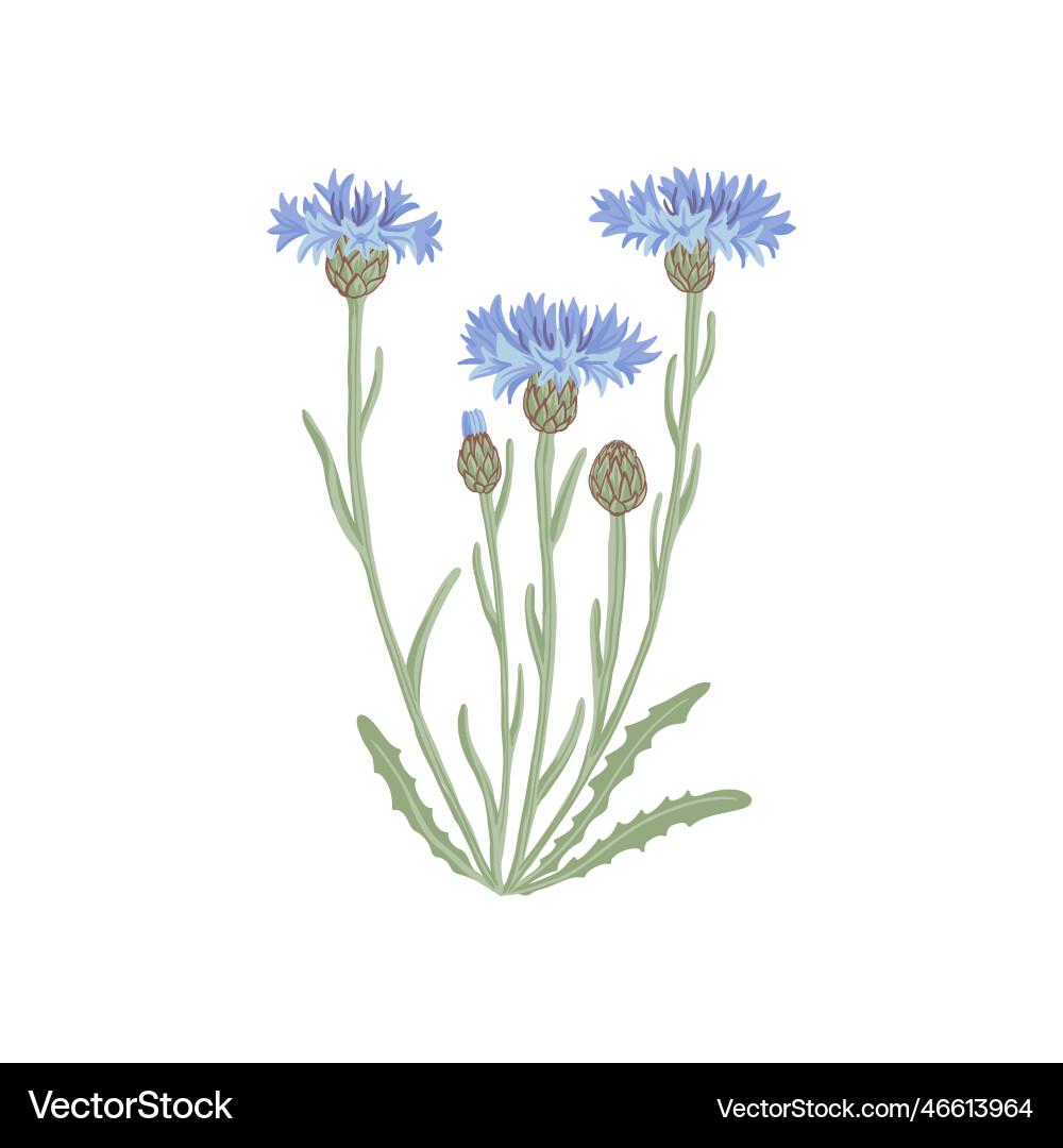 Zeichnen von wilden Blumenblauen Kornblumen Zeichnen von wilden Blumenblauen Kornblumen vektorbild