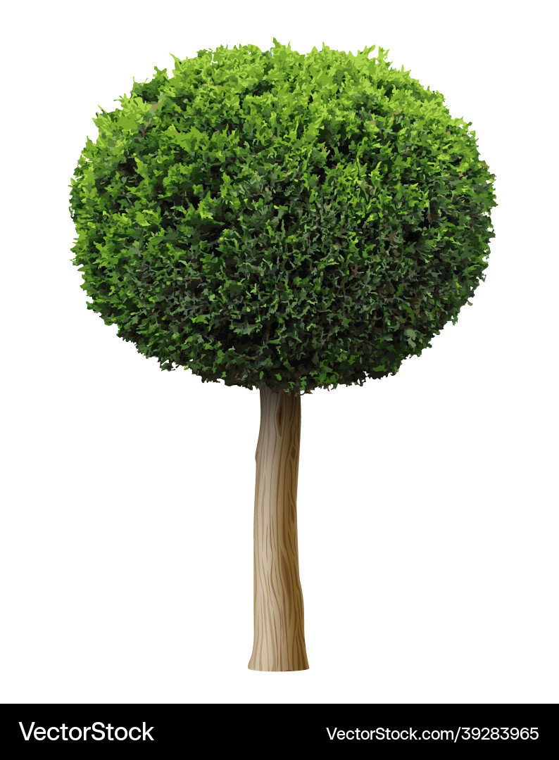Juniper Sphere Tree - Realistic Shape vector image
