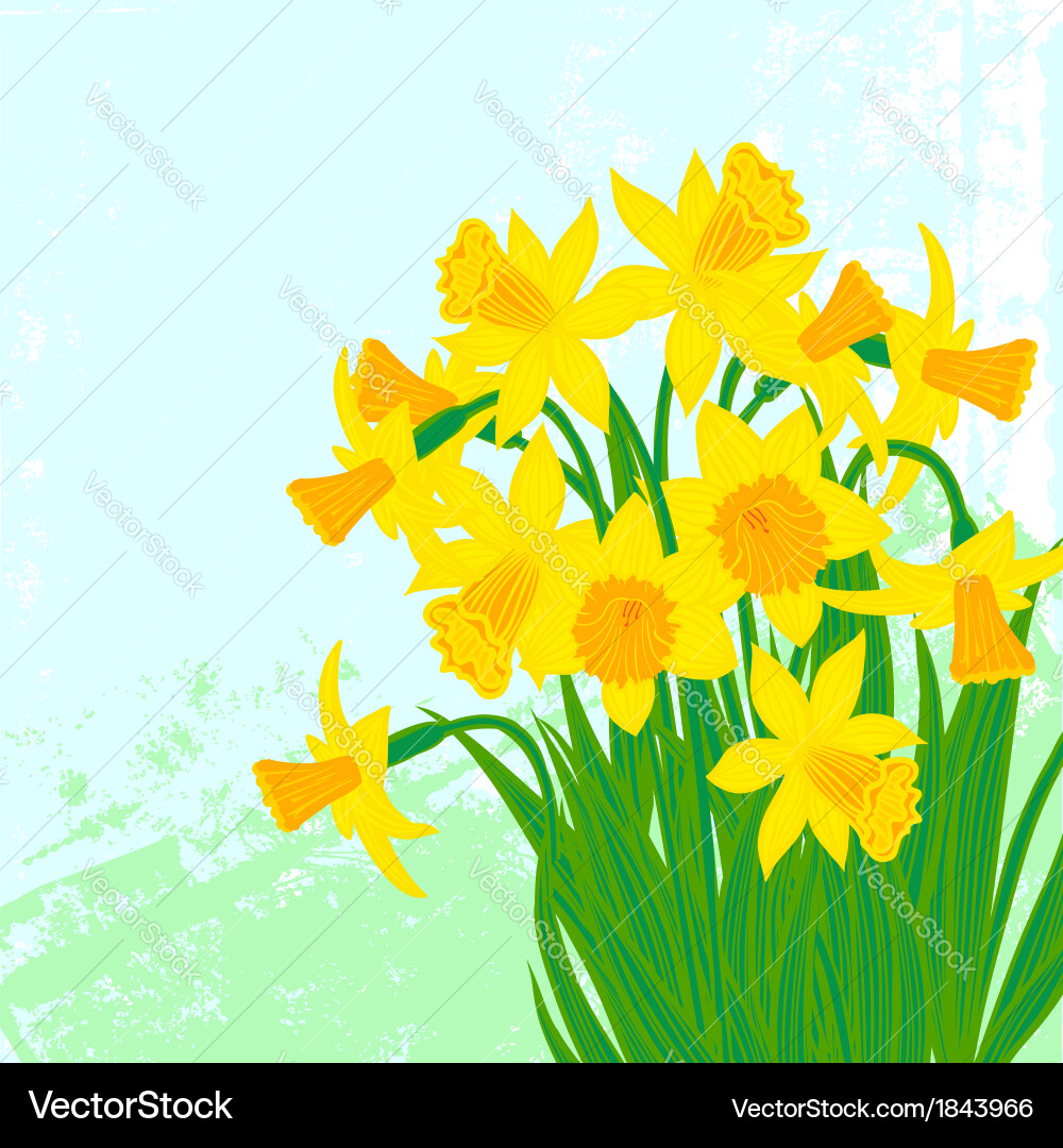Card with daffodils on textured background vector image