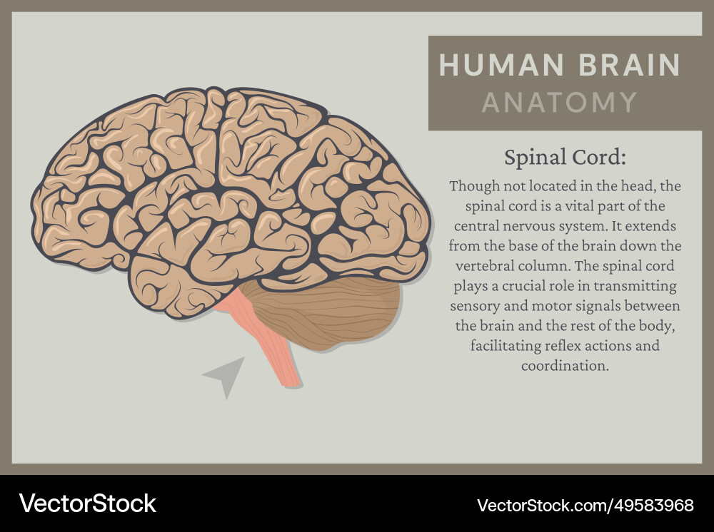 Anatomy of the human brain structure and functions Anatomy of the human brain structure and functions vector image