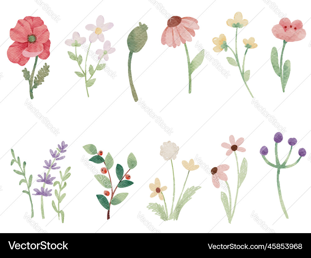 Watercolor tiny wild flower botanical elements Vector Image