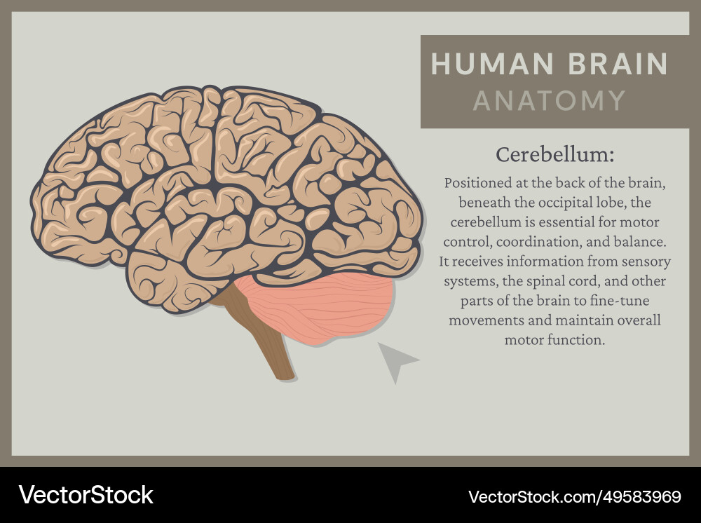 Anatomy of the human brain structure and functions Anatomy of the human brain structure and functions vector image