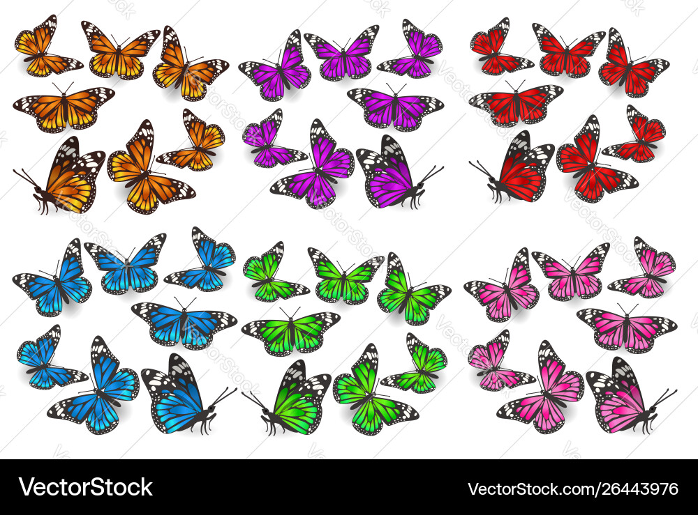 A large set butterflies in different angles A large set butterflies in different angles Vector Image