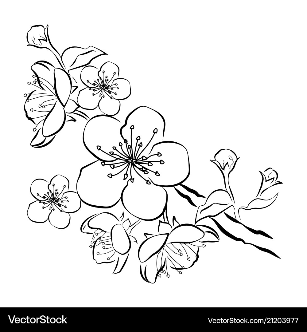 Blooming cherry sakura branch with flower buds Blooming cherry sakura branch with flower buds vector image