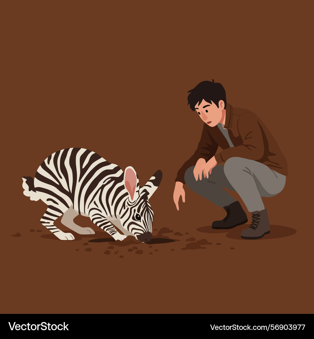 Man watching zebra rabbit digging hole Vector Image