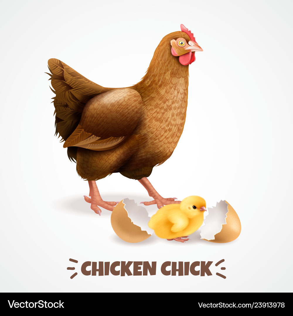 Hatching chick realistic poster Hatching chick realistic poster vector image