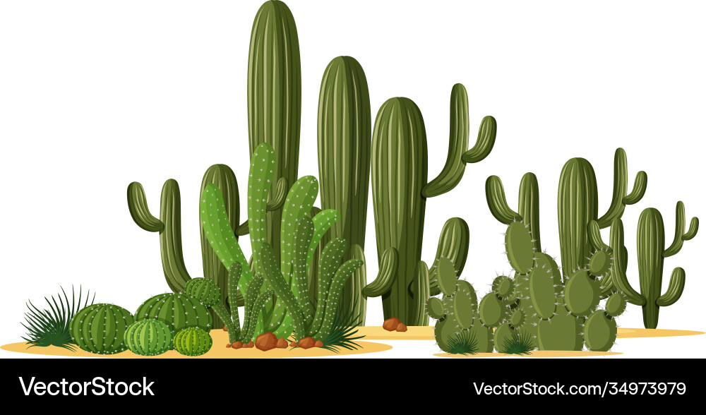 Different shapes cactus in a group vector image