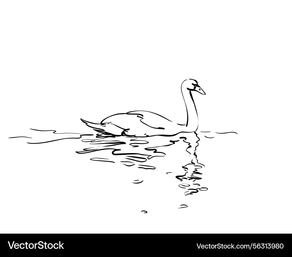 Swan on water with reflection simple elegant hand Vector Image