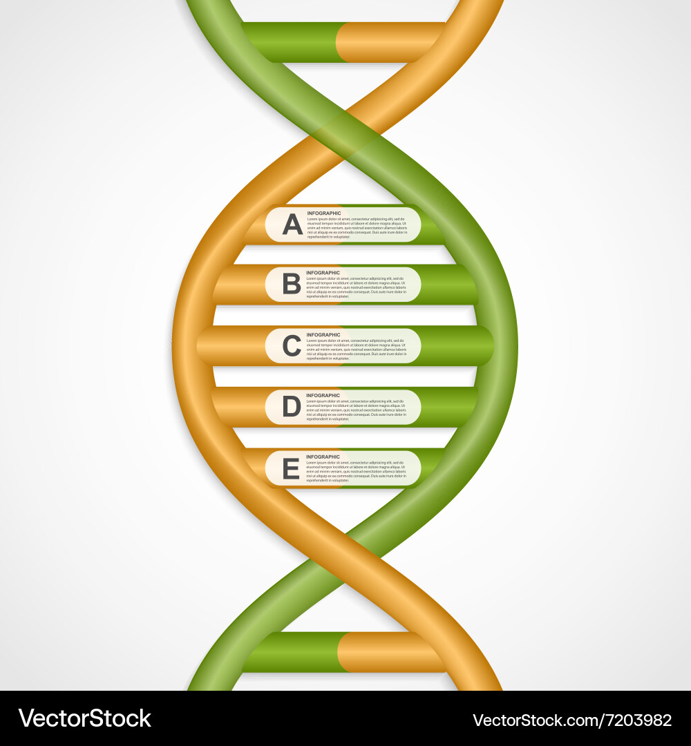 DNA Helix Infographic Element vector image