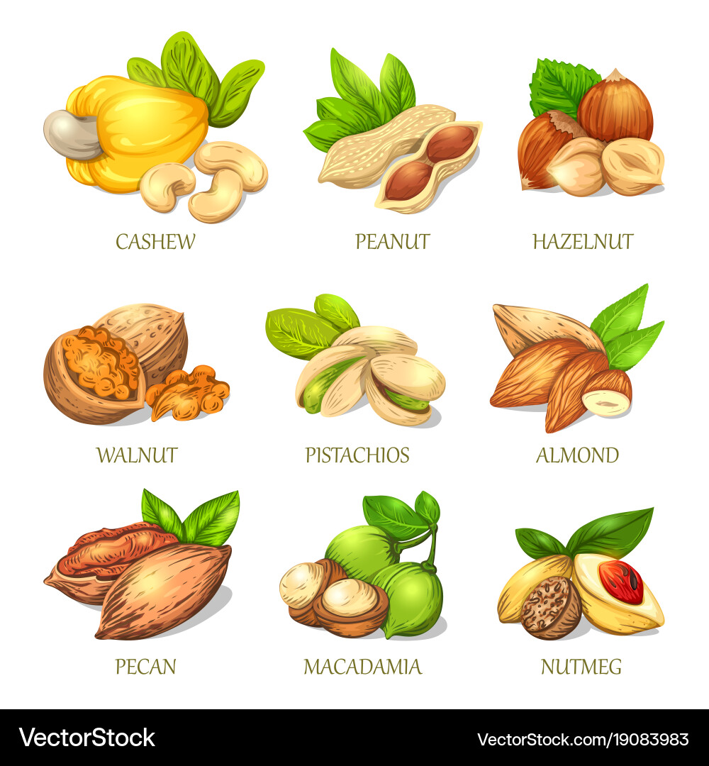 Assorted Nut Kernels Collection vector image