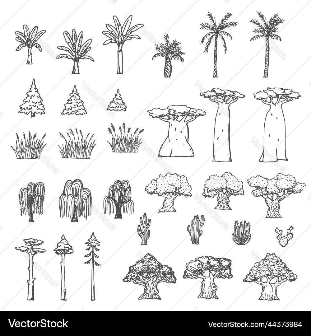 Palm-Bobab und Kaktus Weidenbaum Skizzen Palm-Bobab und Kaktus Weidenbaum Skizzen vektorbild