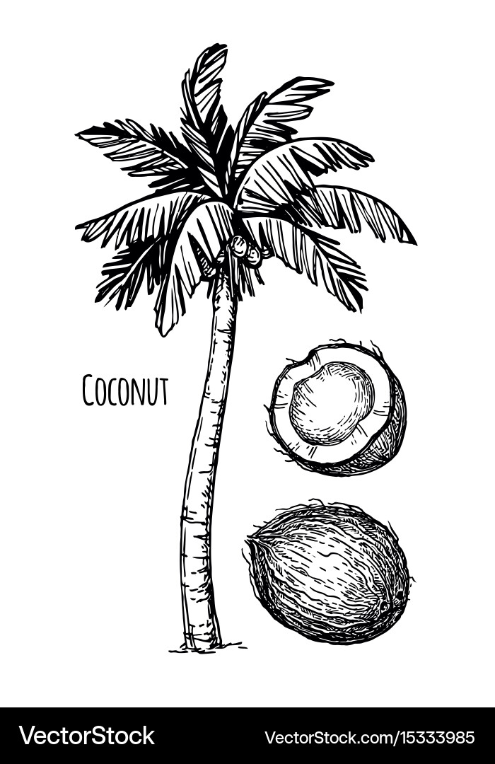 Tropical Coconut Palm Vector Image