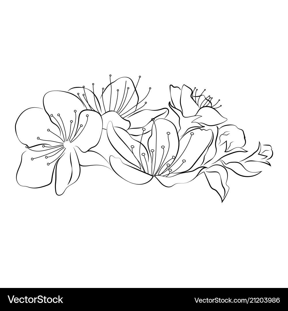 Blühende Kirsche Sakura Zweig mit Blütenknospen Blühende Kirsche Sakura Zweig mit Blütenknospen vektorbild