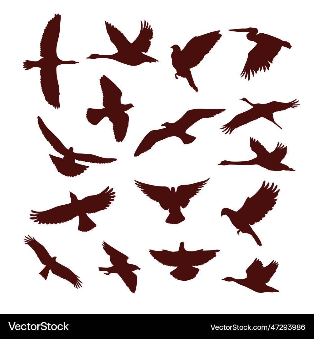 Dark Brown Bird Silhouettes - Flying Set vector image