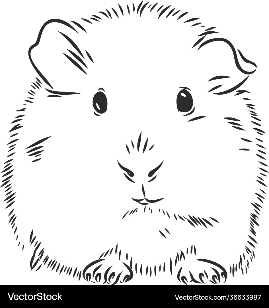 Cute guinea pig pet sketch Cute guinea pig pet sketch vector image