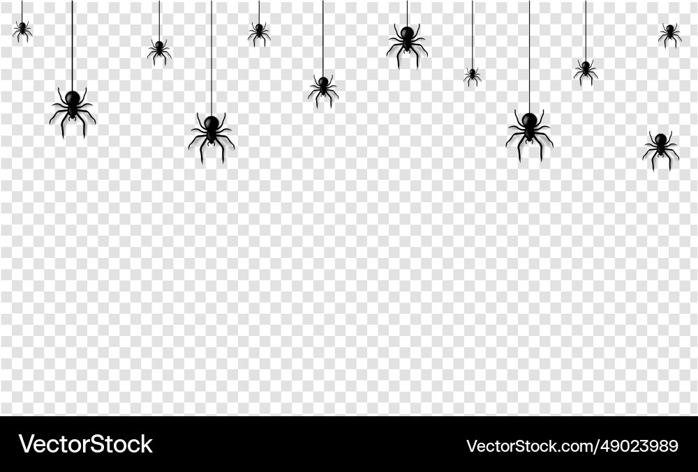 Spider border isolation transparent background Spider border isolation transparent background vector image