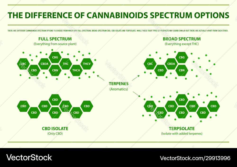 Difference cannabinoids spectrum options Difference cannabinoids spectrum options vector image