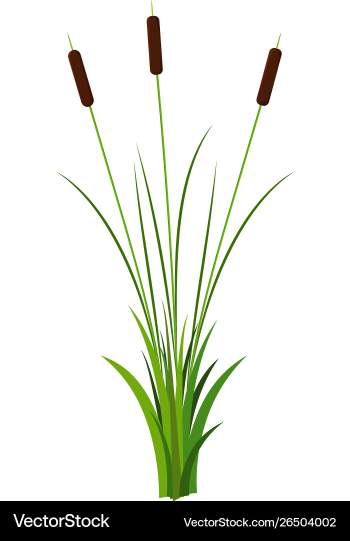 Cluster drei dünne Reed Stängel mit Blättern Cluster drei dünne Reed Stängel mit Blättern vektorbild