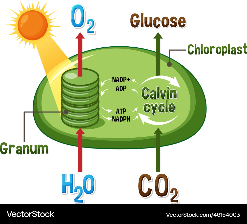 Photosynthesis diagram the process of photosynthesis a level