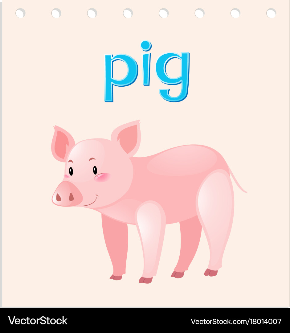 Flashcard with word and picture of pig vector image