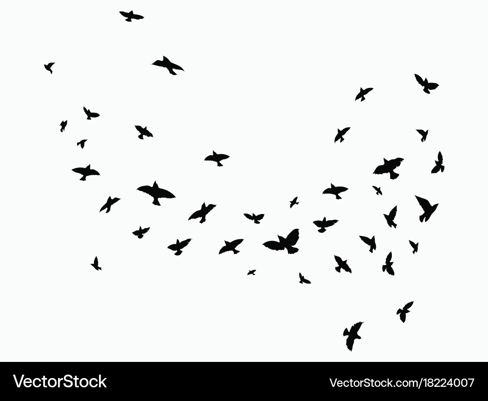 Silhouette of a flock birds black contours vector image
