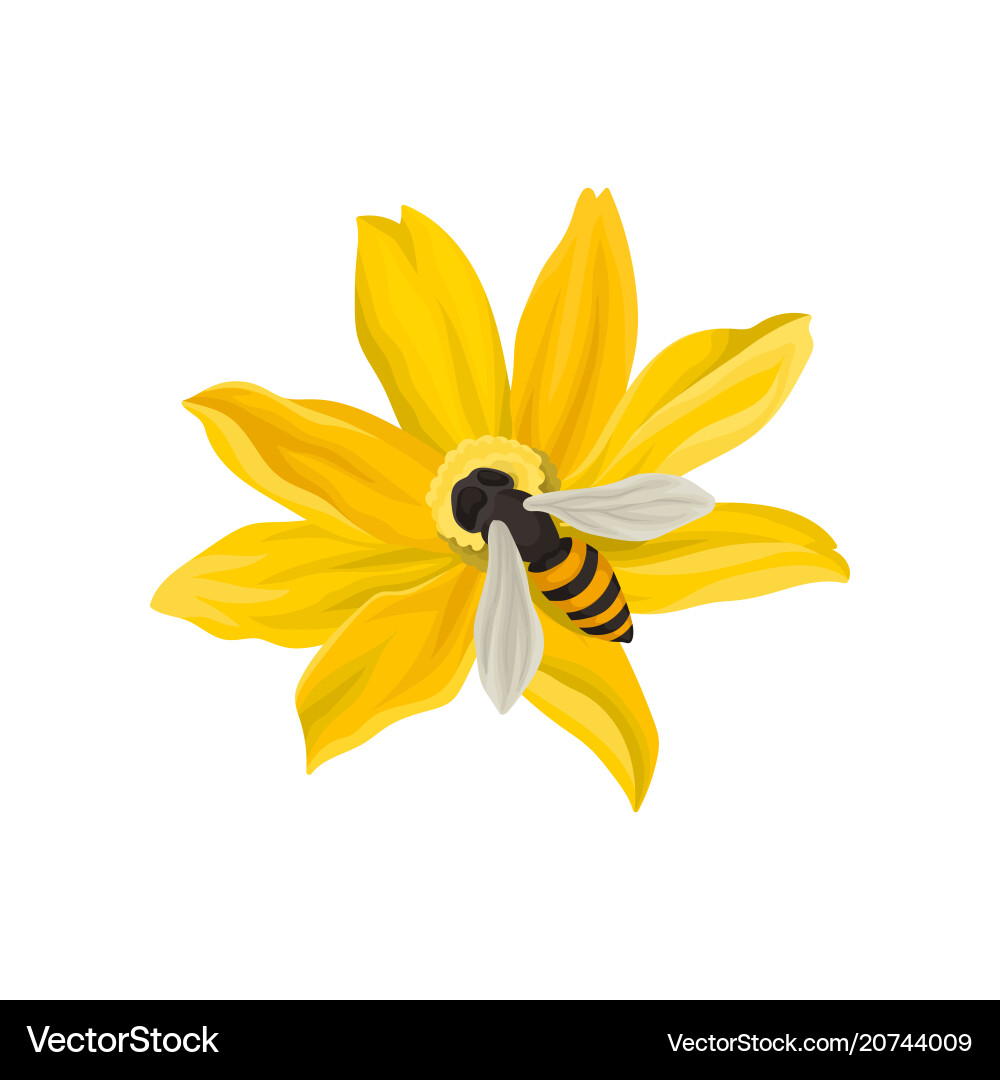 Bee pollinating beautiful flower flying insect Bee pollinating beautiful flower flying insect vector image