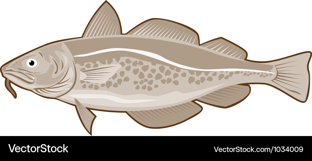 Retro Atlantic Codfish vector image