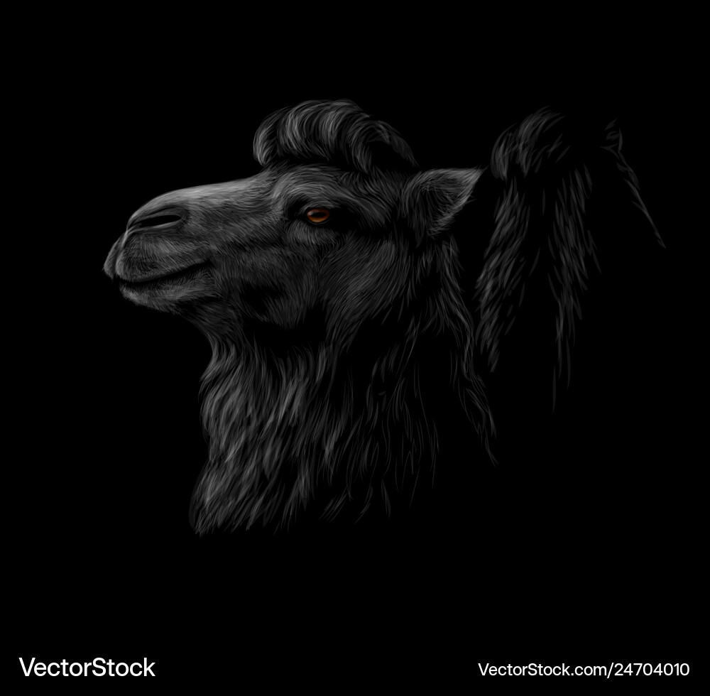 Portrait of a camel head on black background