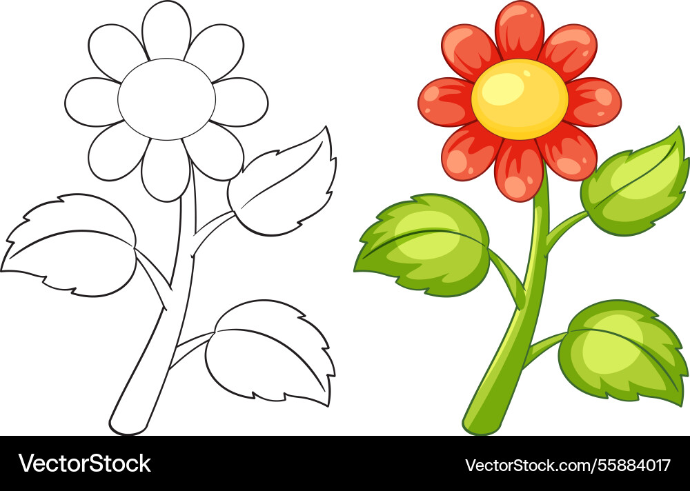 Flower with colored and outline versions displayed Flower with colored and outline versions displayed vector image