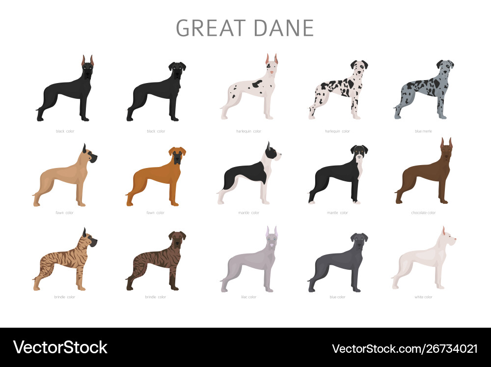 Great dane different variaties coat color dog vector image