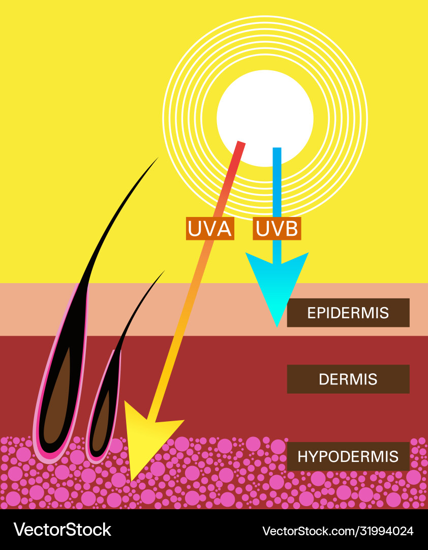 Skin compare protect both uva and uvb Skin compare protect both uva and uvb vector image