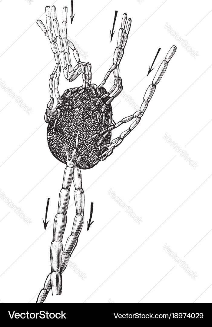 Lymph node vintage Royalty Free Vector Image - VectorStock