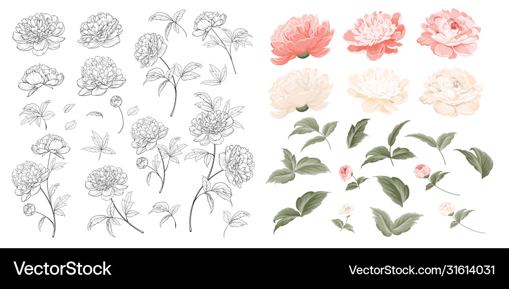 Elegant Peony Flower Collection Vector Image