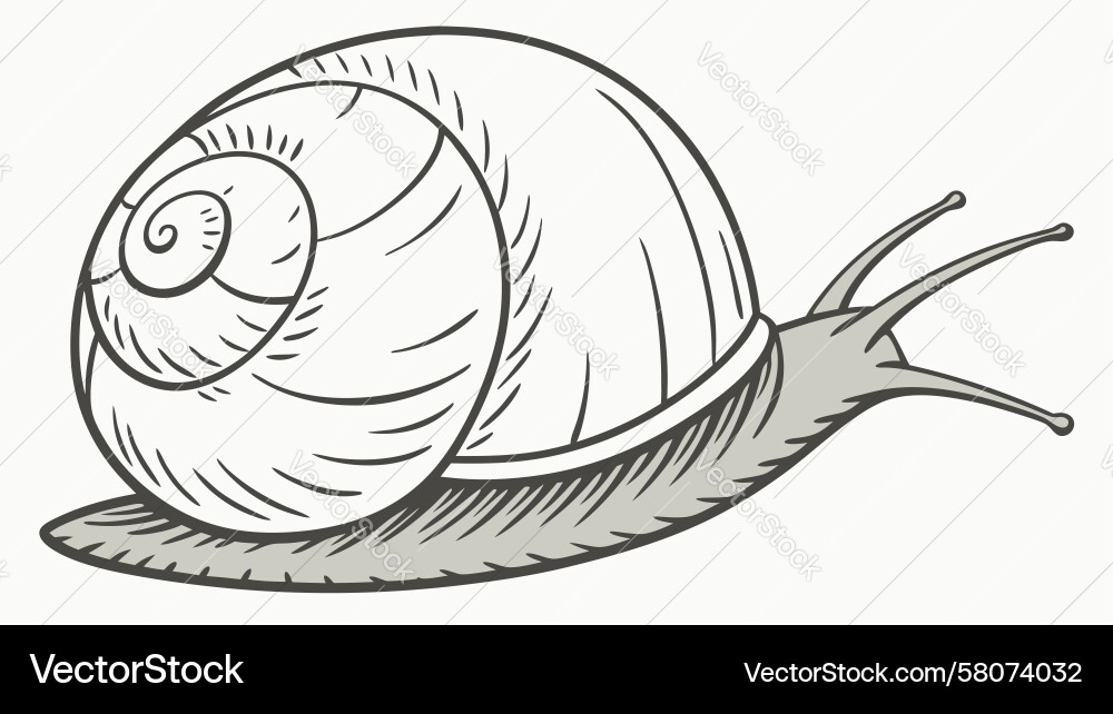 Elegant Snail with Shell Vector Image
