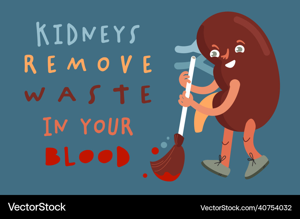 Kidney remove waste in your blood Kidney remove waste in your blood vector image