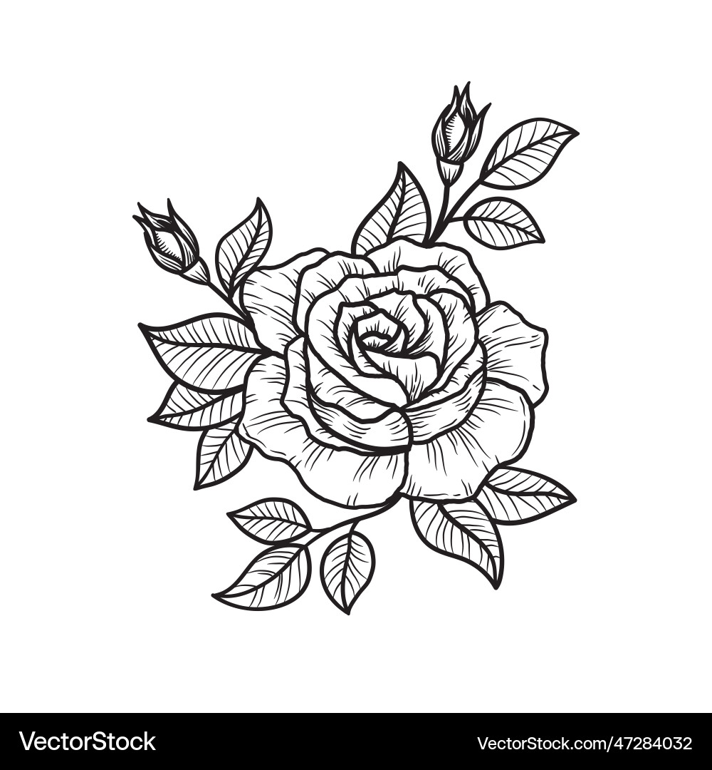 Rose flower hand drawn vector image