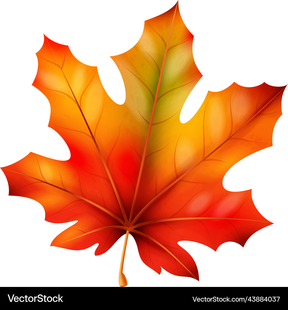 Autumn Maple Leaves - Realistic Fall Foliage – Royalty-Free Vector |  VectorStock, image size:1000x1075